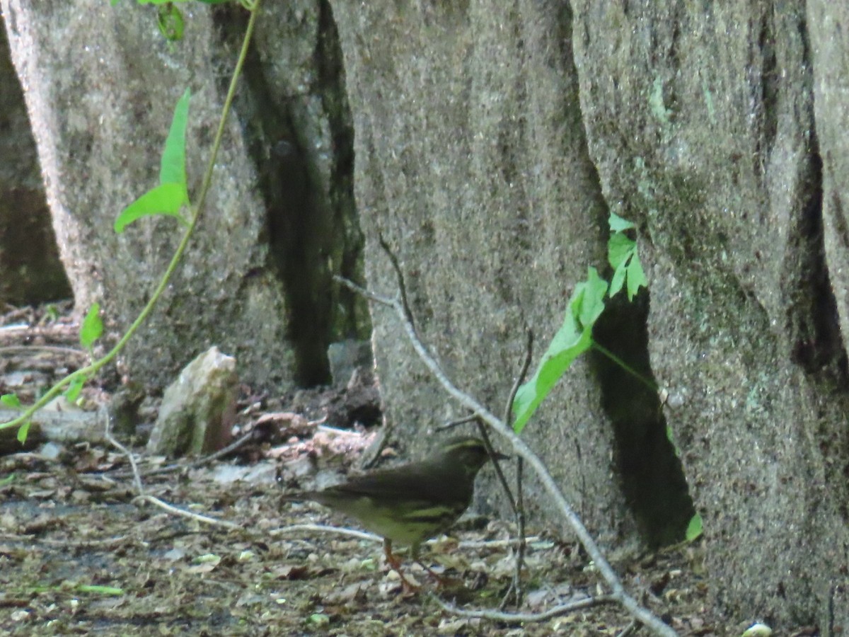 Northern Waterthrush - ML636226900