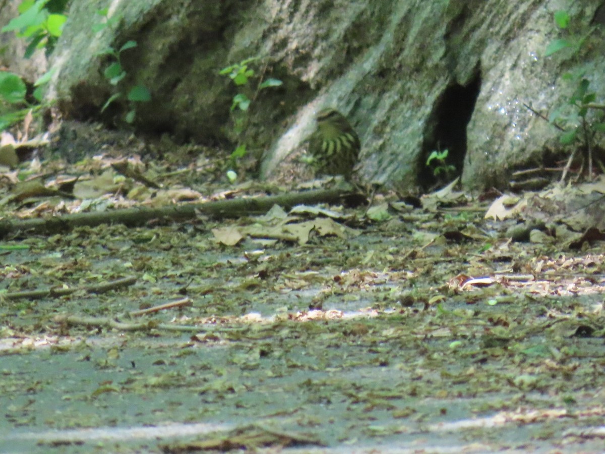 Northern Waterthrush - ML636226901