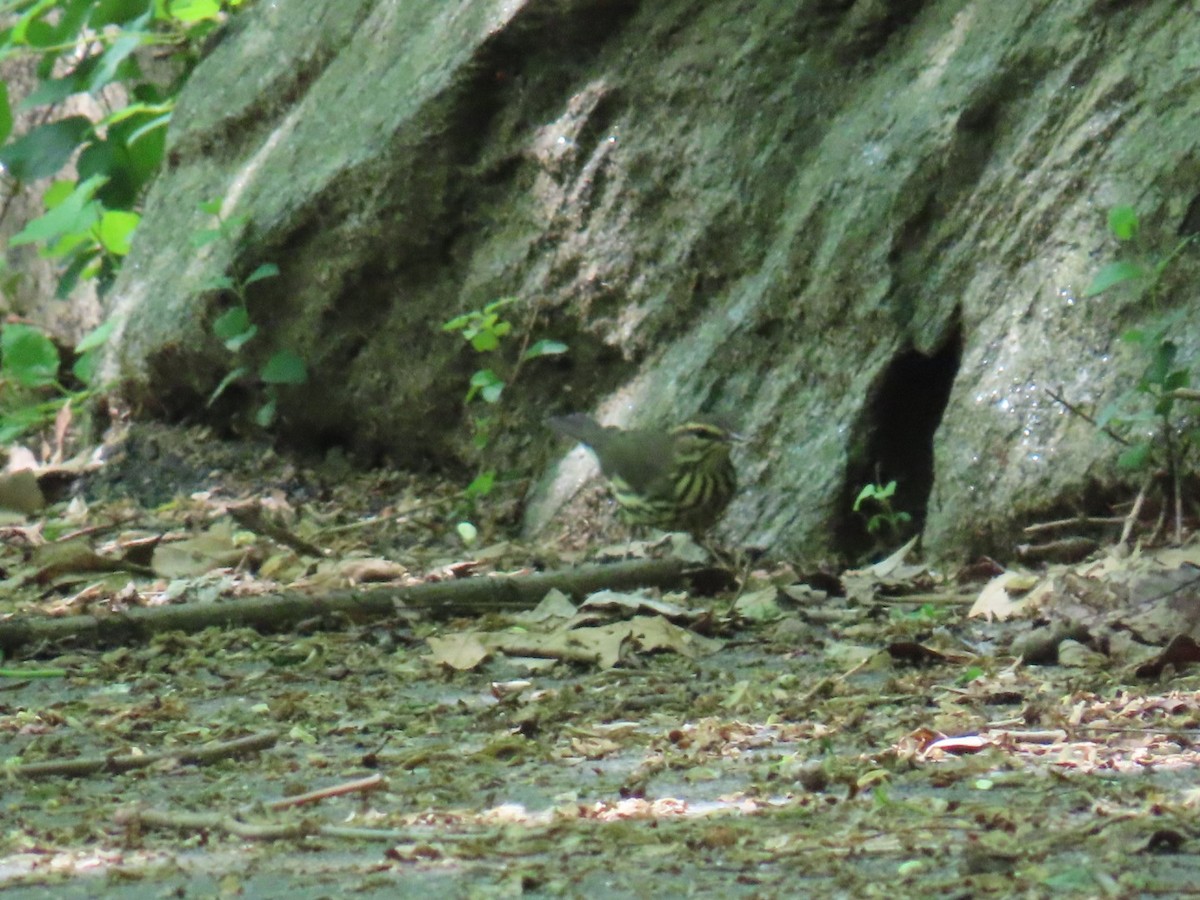 Northern Waterthrush - ML636226902
