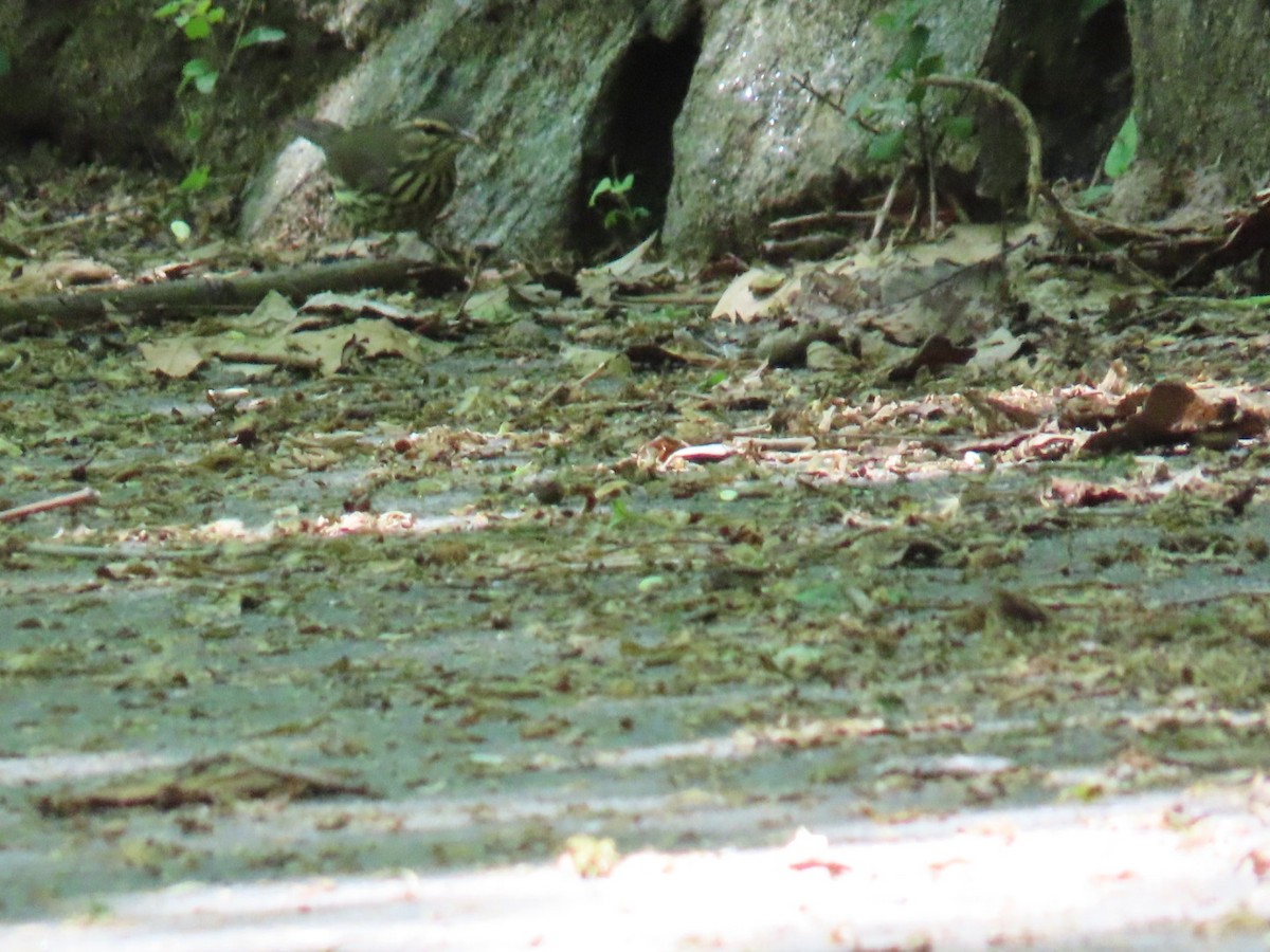 Northern Waterthrush - ML636226903