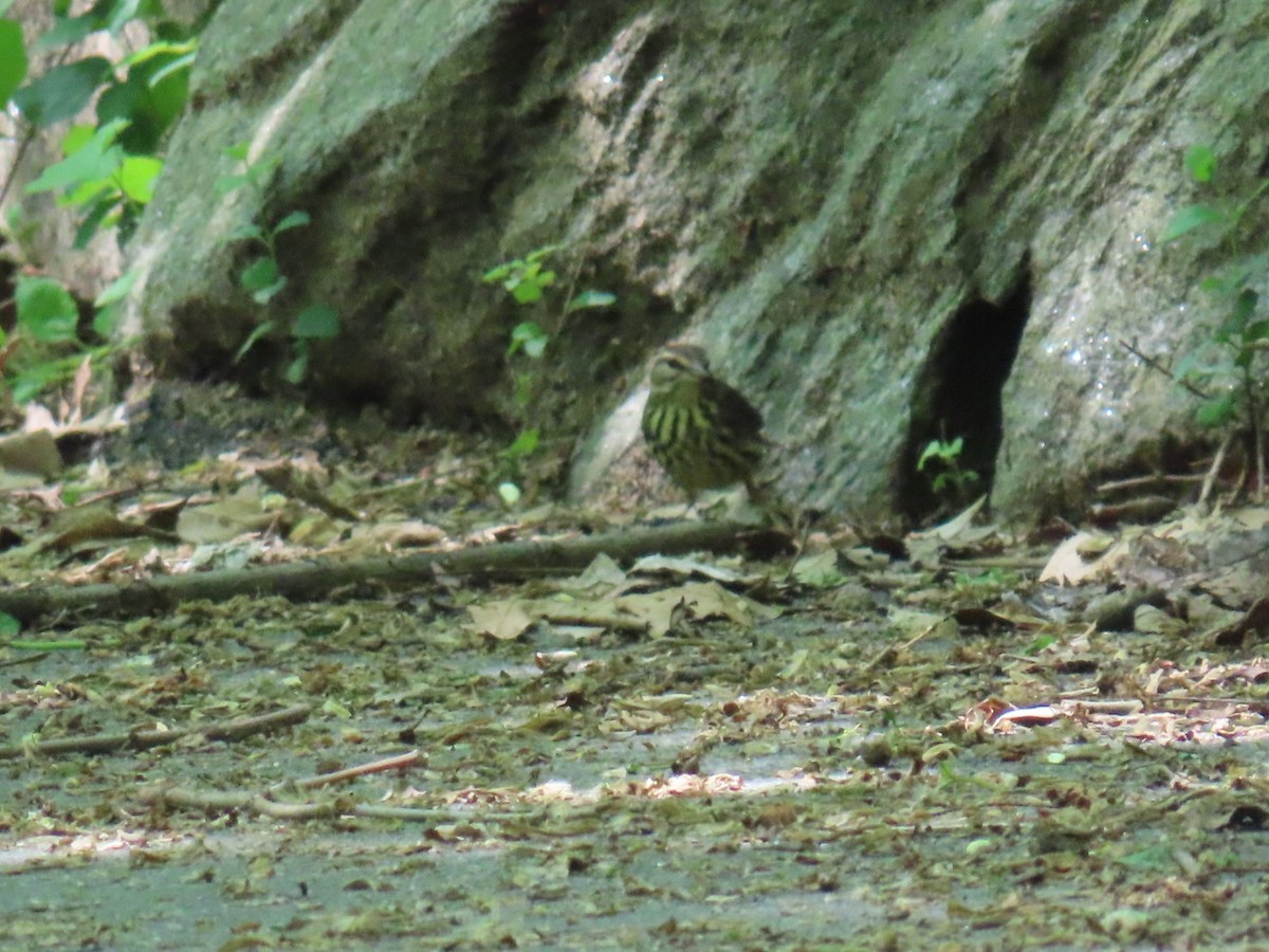 Northern Waterthrush - ML636226904