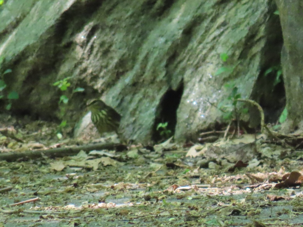Northern Waterthrush - ML636226905