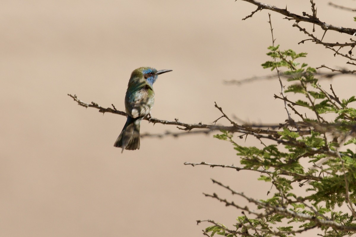 Arabian Green Bee-eater - ML636226960