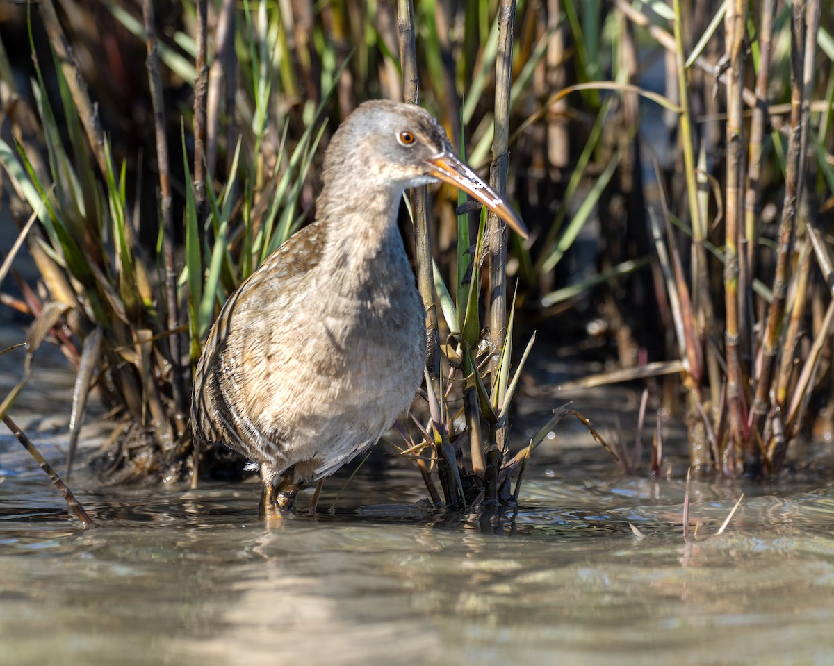 Clapper Rail (Atlantic Coast) - ML636226975