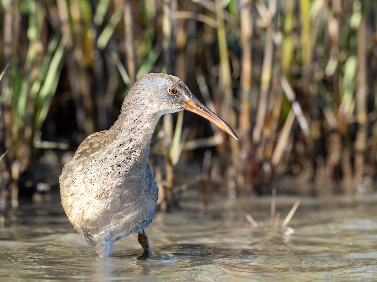 Clapper Rail (Atlantic Coast) - ML636226976