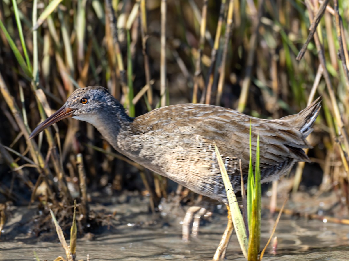 Clapper Rail (Atlantic Coast) - ML636226977