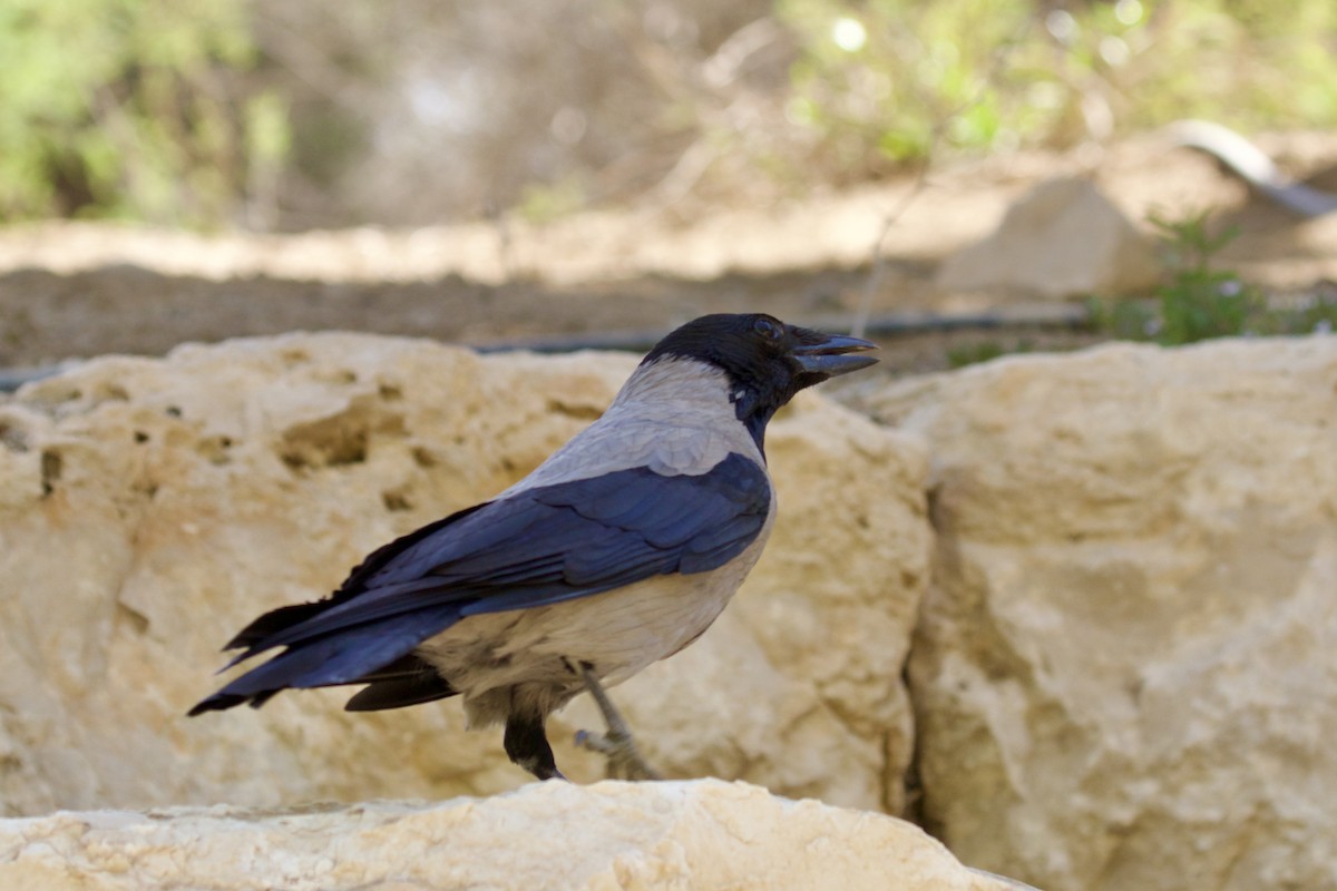 Hooded Crow - ML636226984