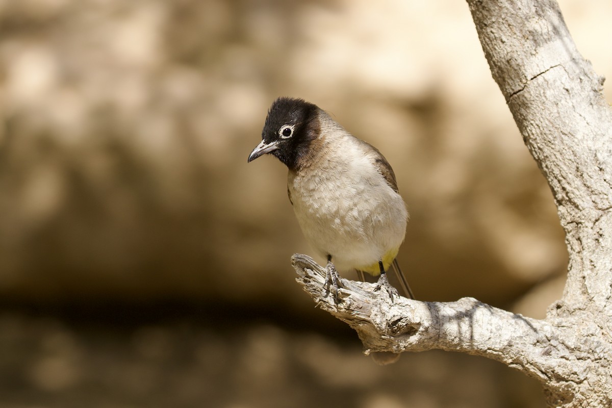 White-spectacled Bulbul - ML636226998