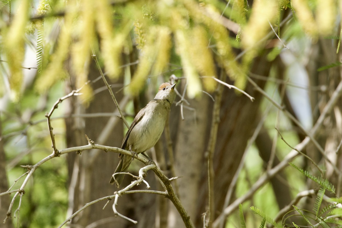 Eurasian Blackcap - ML636227020