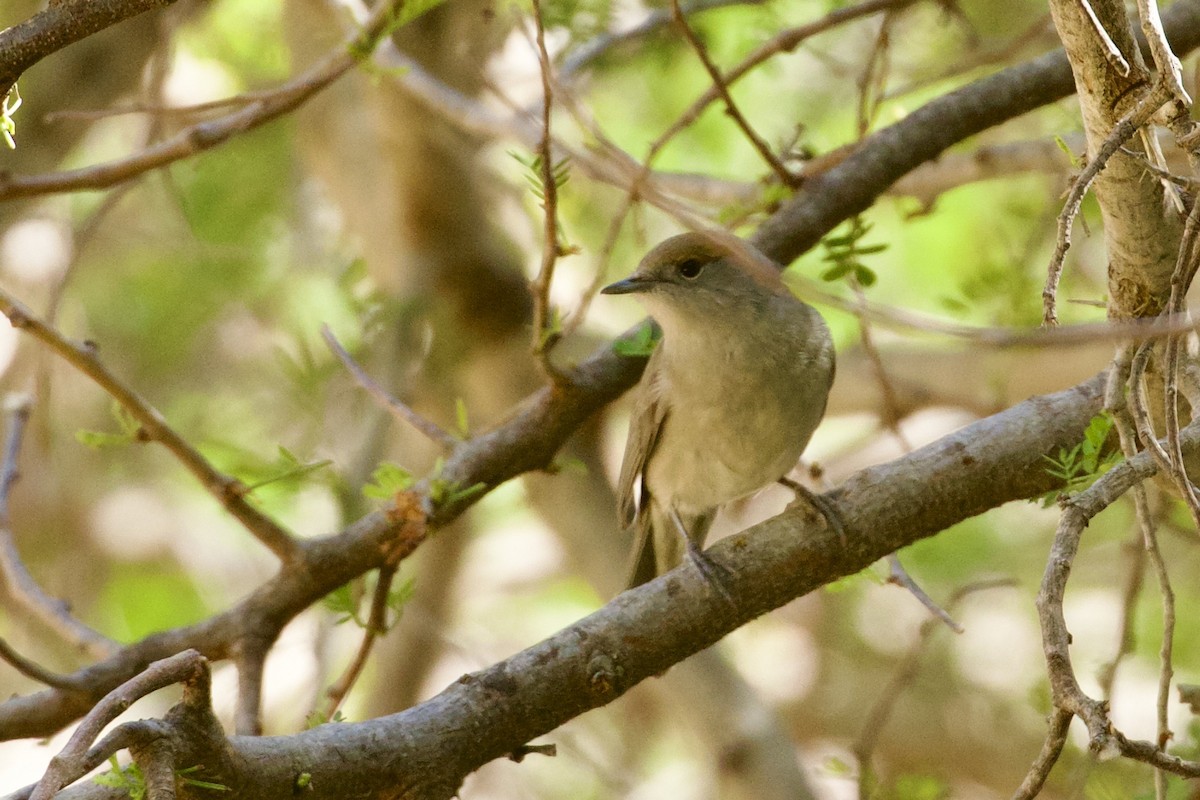 Eurasian Blackcap - ML636227025