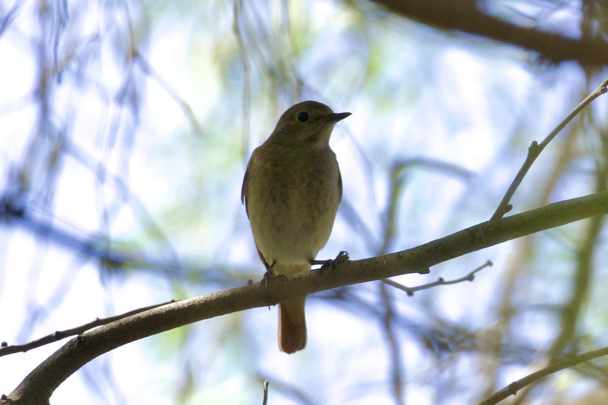 Common Redstart - ML636227030