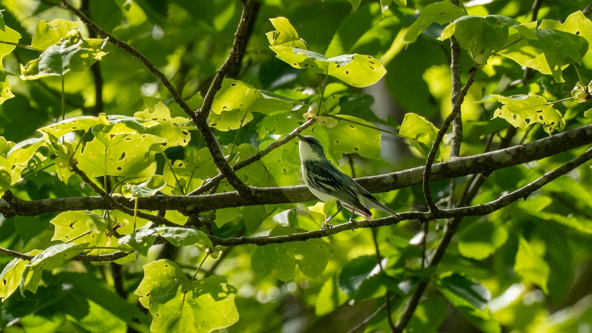 Blauwaldsänger - ML636227035