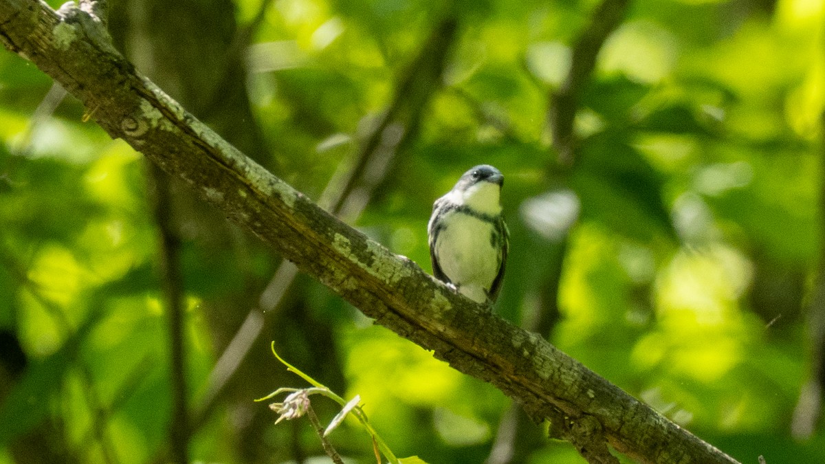 Blauwaldsänger - ML636227036