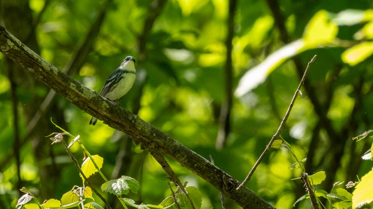 Blauwaldsänger - ML636227037