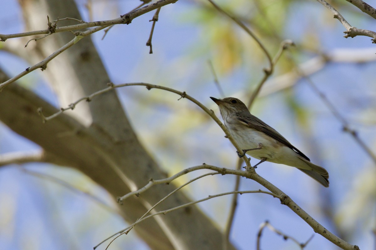 Spotted Flycatcher - ML636227050
