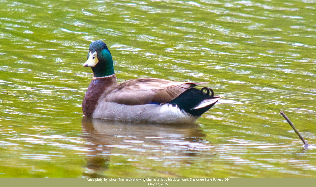 Stockente - ML636227114