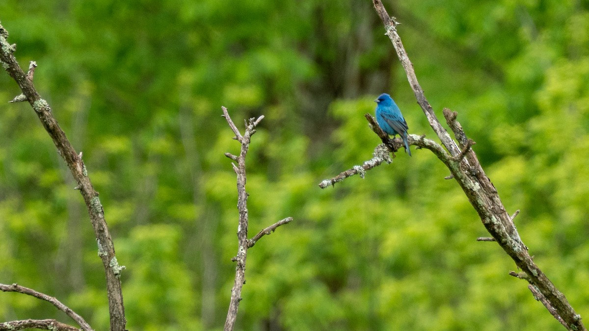 Indigofink - ML636227154