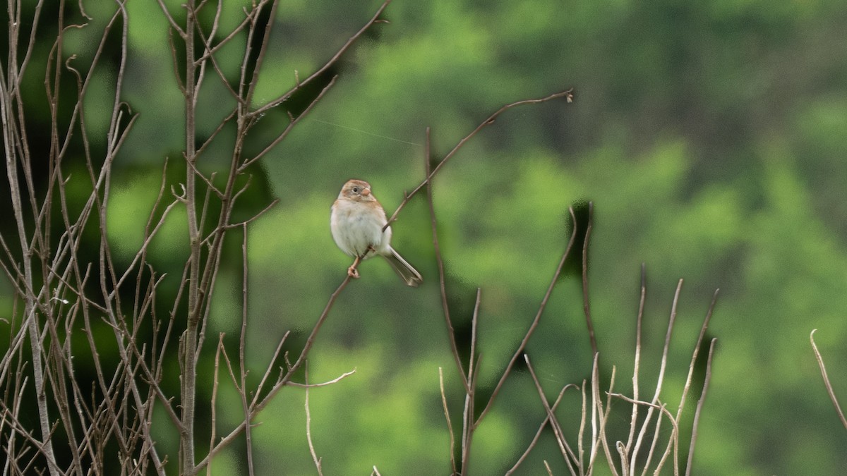 Klapperammer - ML636227192