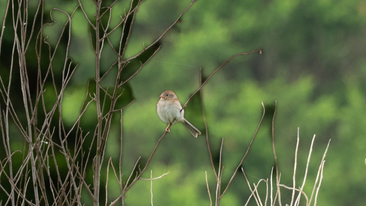 Klapperammer - ML636227213