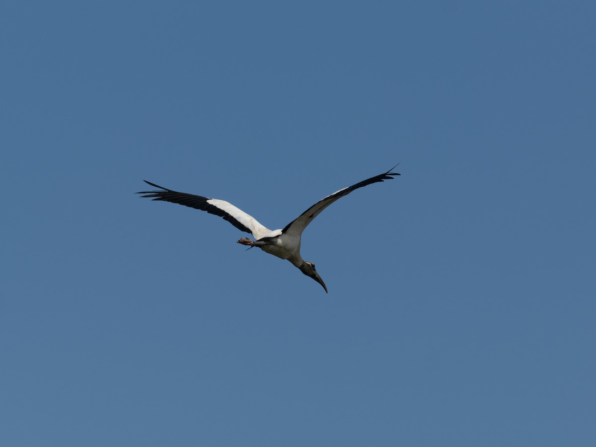 Wood Stork - ML636227226