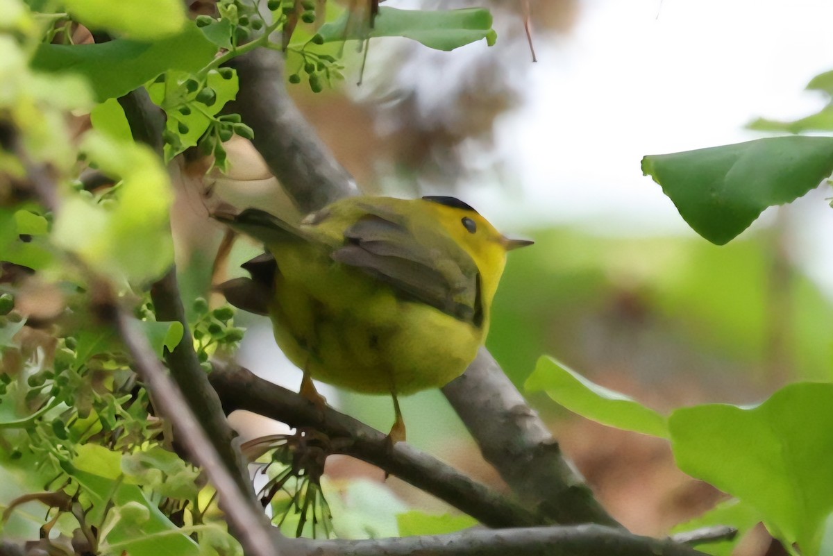 Wilson's Warbler - ML636227233