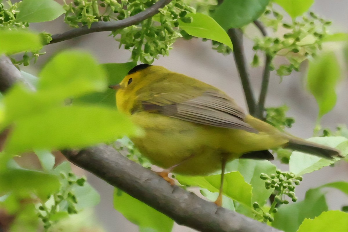 Wilson's Warbler - ML636227234