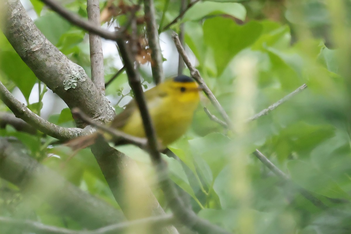 Wilson's Warbler - ML636227235