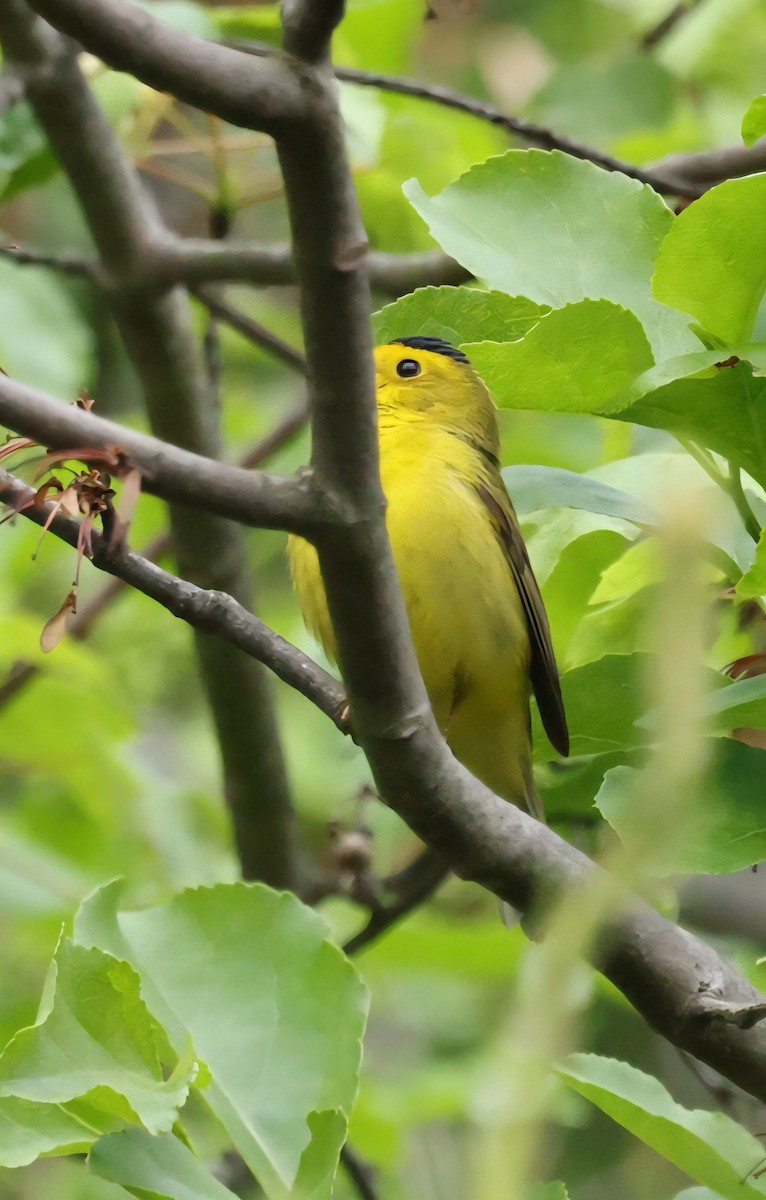Wilson's Warbler - ML636227236