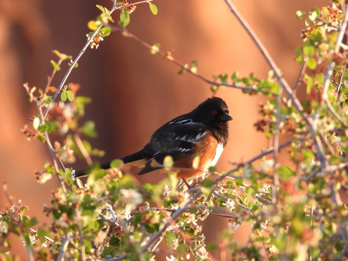 Spotted Towhee - ML636227249
