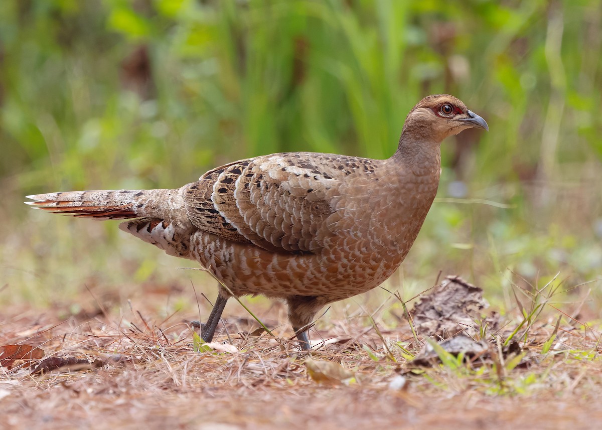 Mrs. Hume's Pheasant - ML636227256