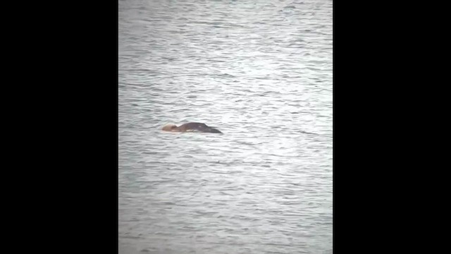 Pacific Loon - ML636227301