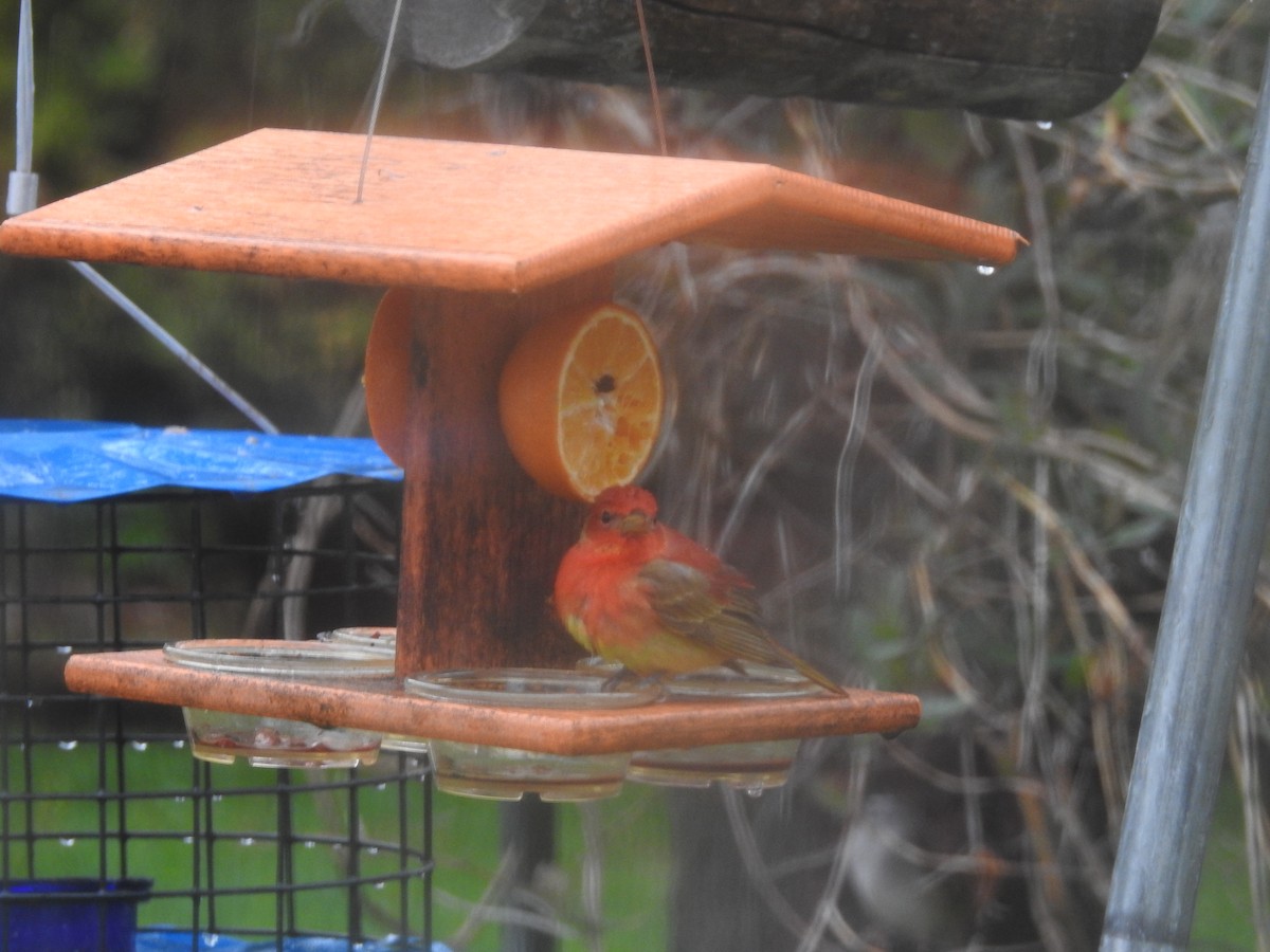 Summer Tanager - ML636227362