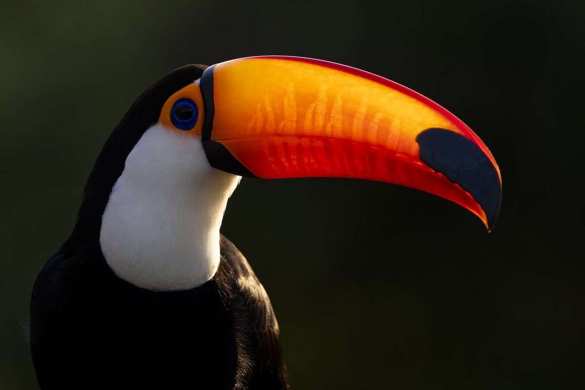 Toco Toucan - ML636227363
