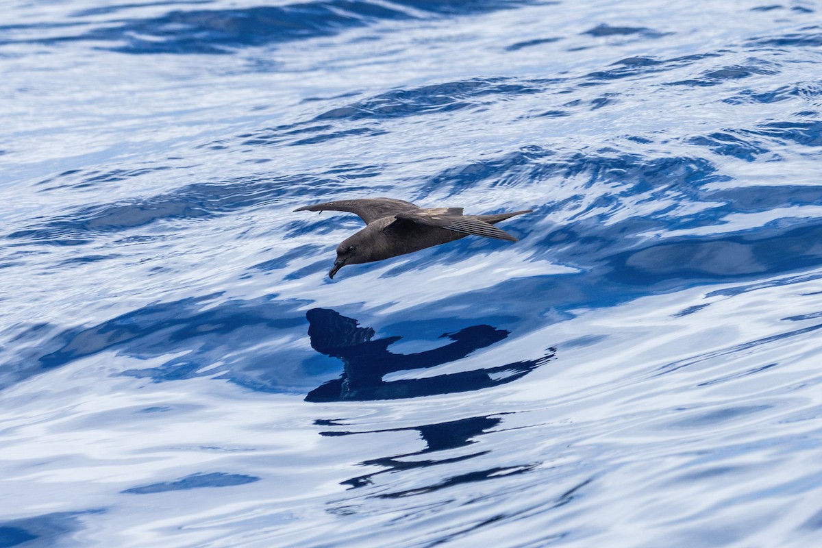 Bulwer's Petrel - ML636227368