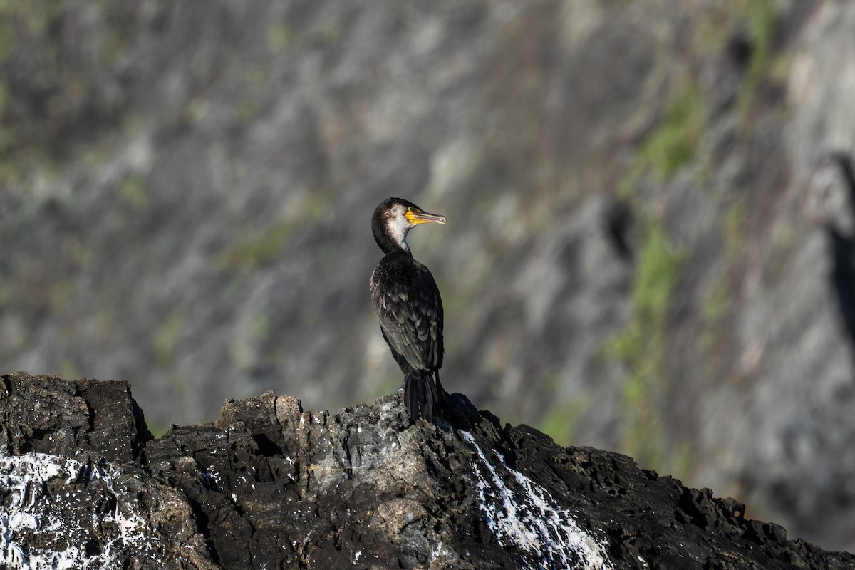 Japanese Cormorant - ML636227379
