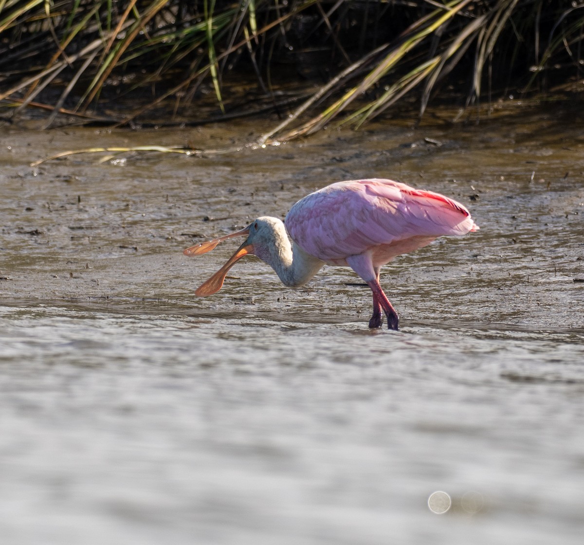 Roseate Spoonbill - ML636227384