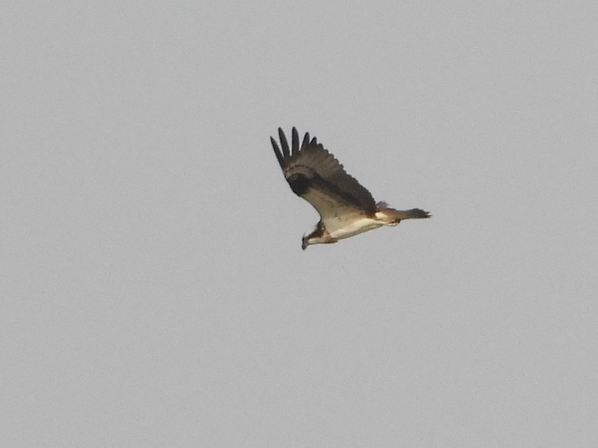 Osprey (Eurasian) - ML636227408