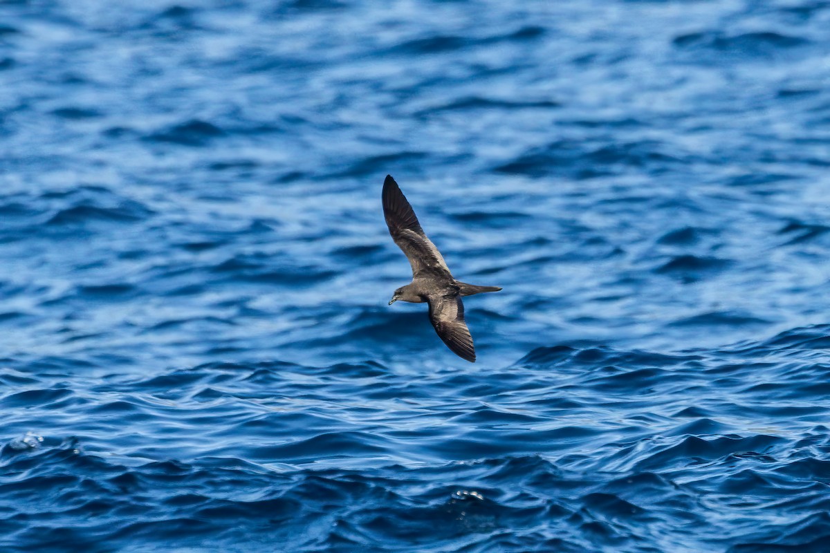 Bulwer's Petrel - ML636227418