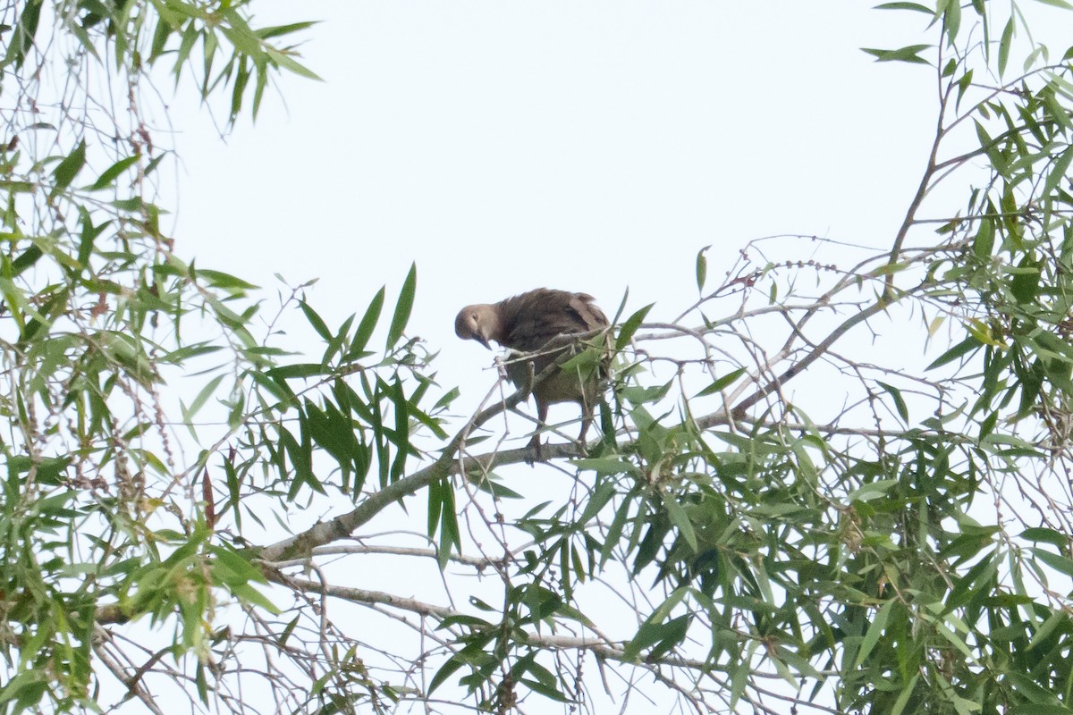 Sunda Collared-Dove - ML636227456