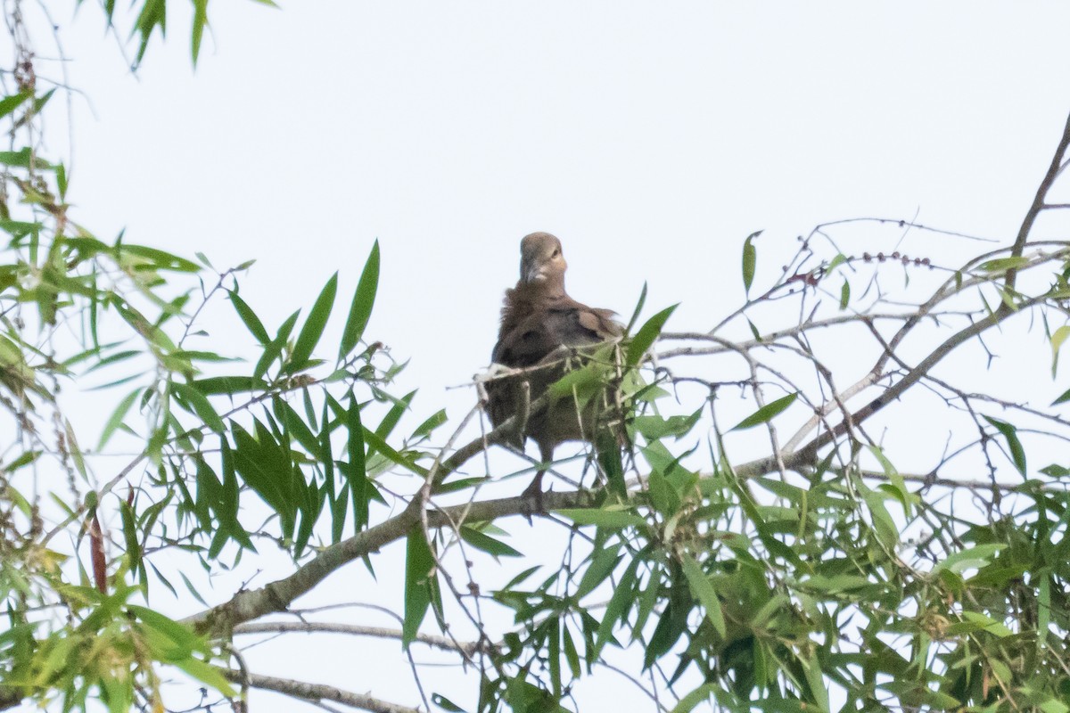 Sunda Collared-Dove - ML636227457