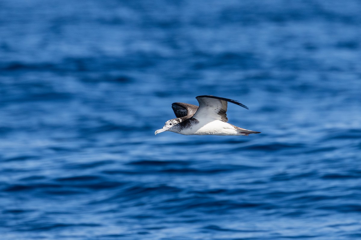 Streaked Shearwater - ML636227485