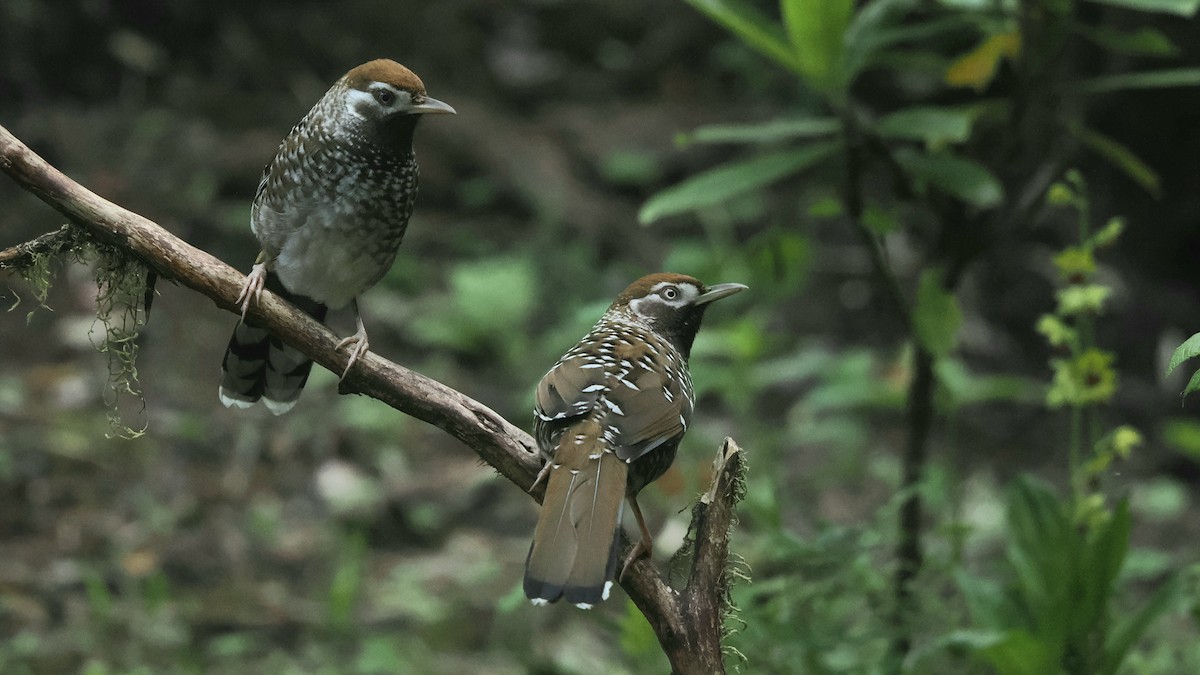 Biet's Laughingthrush - ML636227501