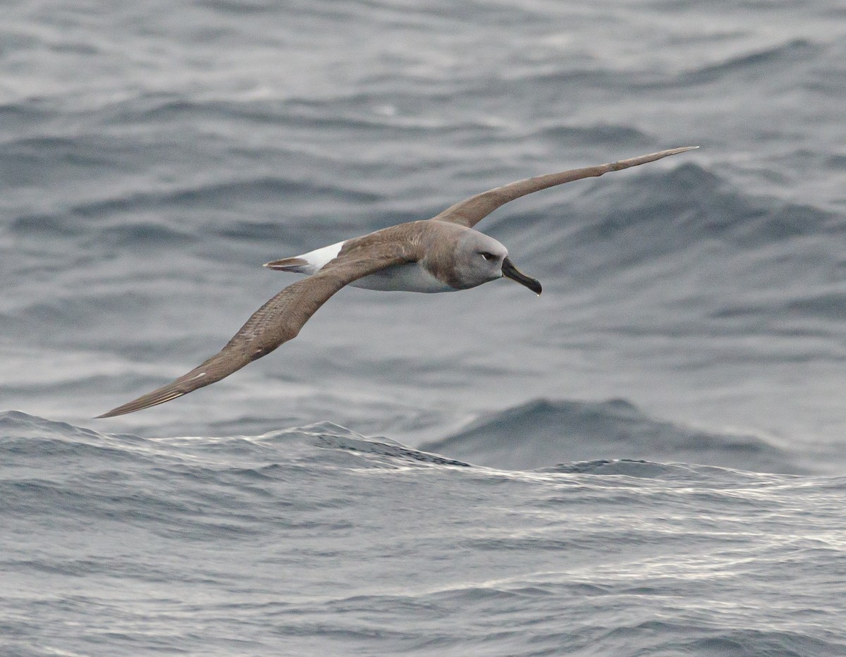 Boz Başlı Albatros - ML636227524
