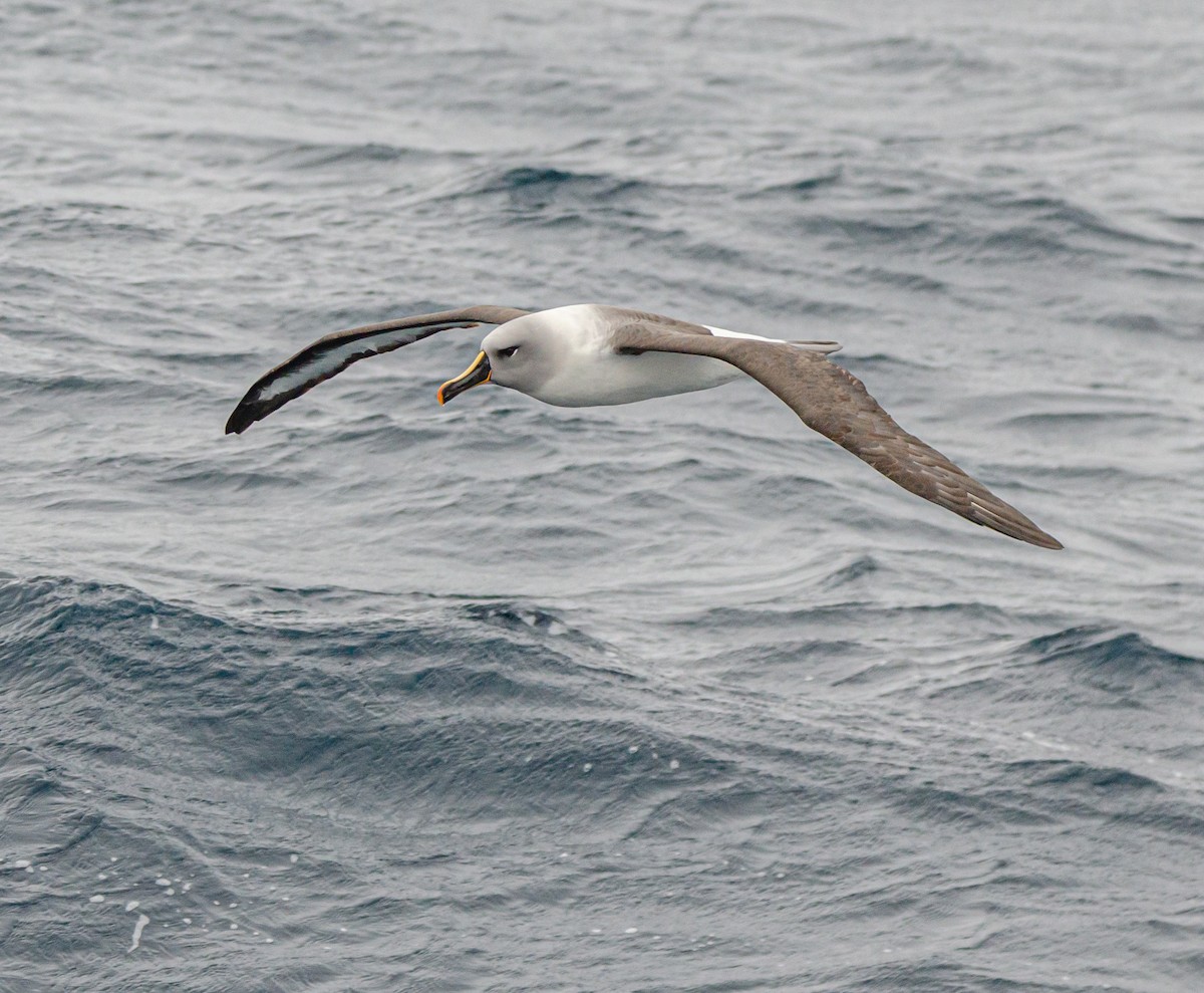Boz Başlı Albatros - ML636227525
