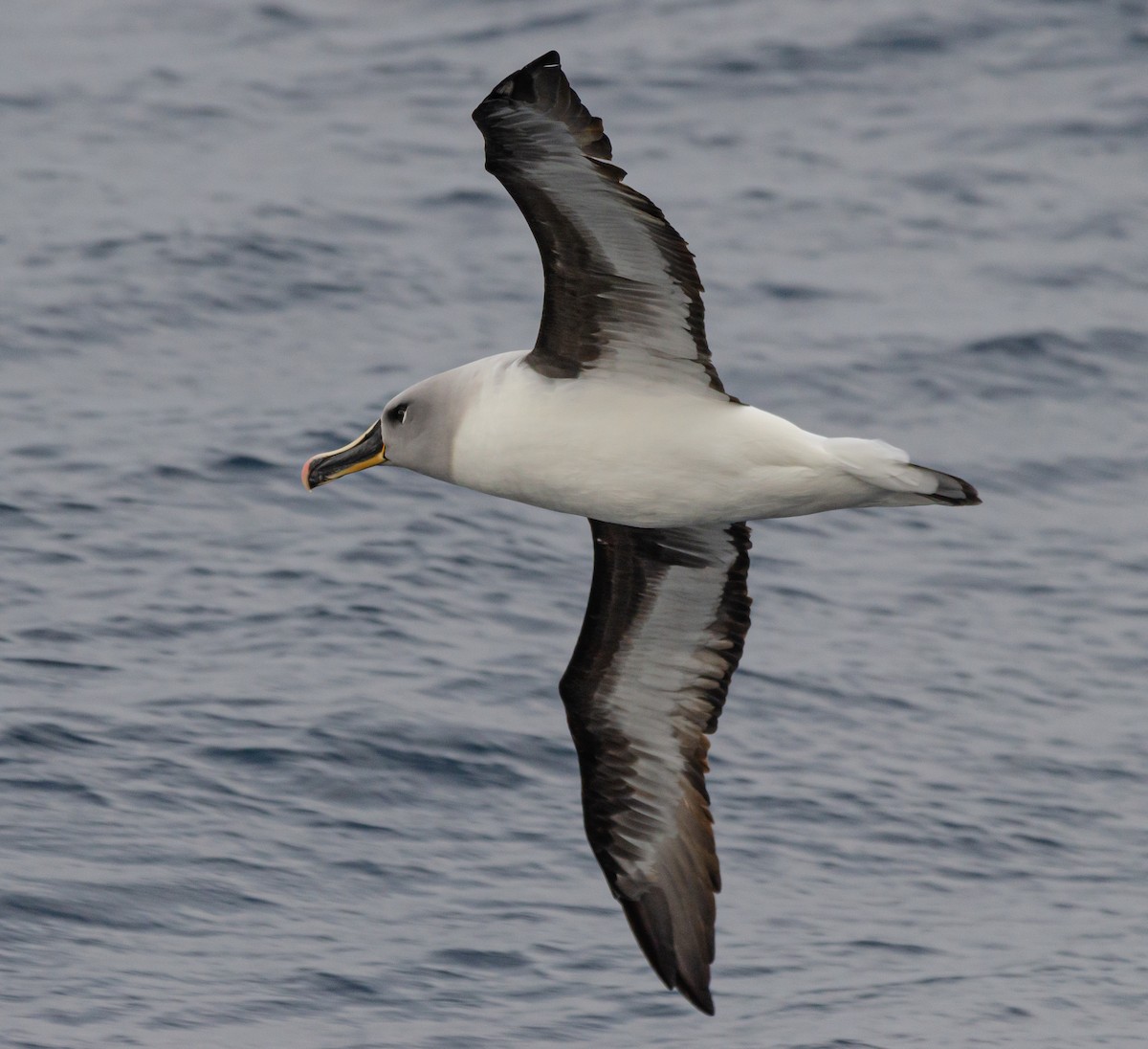 Boz Başlı Albatros - ML636227526