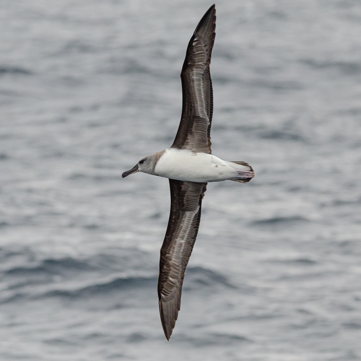 Boz Başlı Albatros - ML636227527