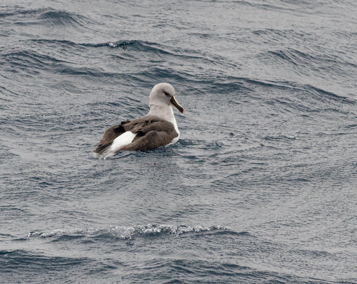 Boz Başlı Albatros - ML636227528