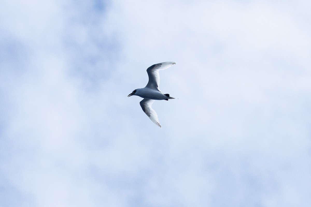 Red-tailed Tropicbird - ML636227532