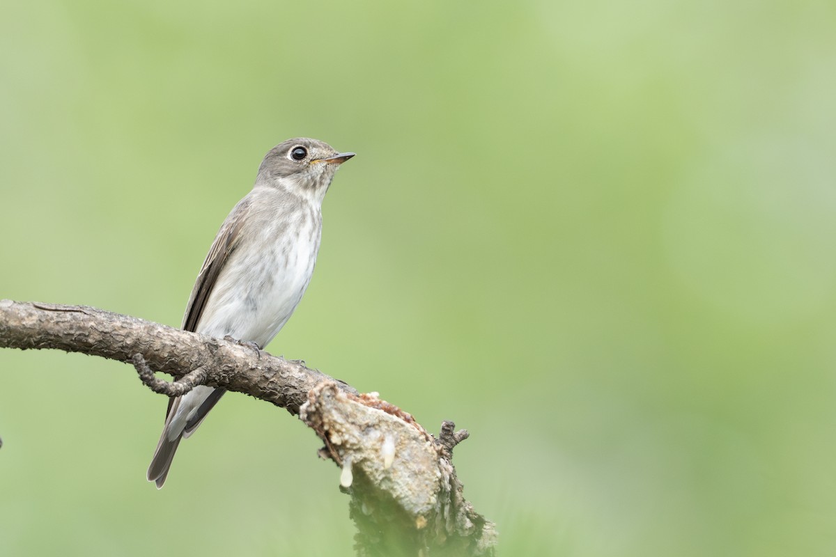 Dark-sided Flycatcher - ML636227541