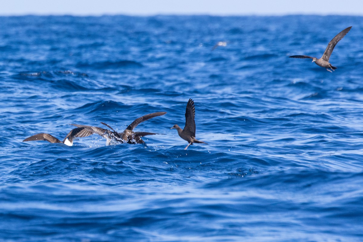 Wedge-tailed Shearwater - ML636227556